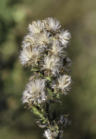 symphyotrichum_ericoides_1281_usa_illinois_lakecounty_astersgoldenodsv2_0_p5_2_n6y0b5