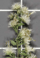 symphyotrichum_lateriflorum_1281_usa_illinois_lakecounty_astersgoldenodsv2_0_p6_2_ai9tz5