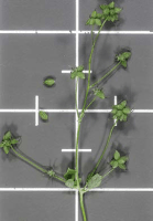 thalictrum_dioicum_1277_usa_illinois_lakecounty_springwoodlandforbsv2_0_p6_9_ockz78