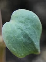 thalictrum_dioicum_jonathan_parker_20251228_210620