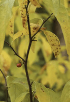 lindera_benzoin_1272_usa_illinois_lakecounty_woodyplantsv2_p9_1