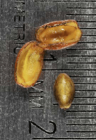lindera_benzoin_1272_usa_illinois_lakecounty_woodyplantsv2_p9_3