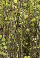staphylea_trifolia_1272_usa_illinois_lakecounty_woodyplantsv2_p14_4