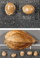 staphylea_trifolia_1272_usa_illinois_lakecounty_woodyplantsv2_p14_6