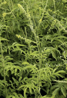 agrimonia_parviflora_1274_usa_illinois_lakecounty_summerwetlandforbs_v2_1_p10_1