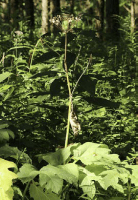 heracleum_maximum_1274_usa_illinois_lakecounty_summerwetlandforbs_v2_1_p5_7
