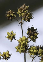 thalictrum_dasycarpum_1274_usa_illinois_lakecounty_summerwetlandforbs_v2_1_p6_5