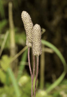 anemone_cylindrica_1275_usa_illinois_lakecounty_summerprairieforbsv2_p13_2