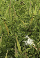 asclepias_tuberosa_1275_usa_illinois_lakecounty_summerprairieforbsv2_p15_7