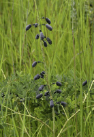 baptisia_lactea_1275_usa_illinois_lakecounty_summerprairieforbsv2_p14_4