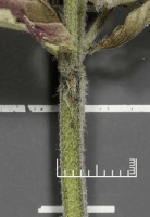 blephilia_ciliata_1275_usa_illinois_lakecounty_summerprairieforbsv2_p14_2