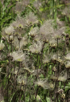 geum_triflorum_1275_usa_illinois_lakecounty_summerprairieforbsv2_p4_4