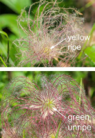geum_triflorum_1275_usa_illinois_lakecounty_summerprairieforbsv2_p4_5