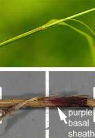 carex_gracillima_1276_usa_illinois_lakecounty_summergrassesandkin_v2_p5_2