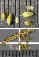 carex_gracillima_1276_usa_illinois_lakecounty_summergrassesandkin_v2_p5_3