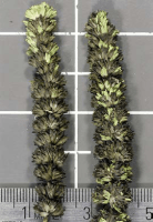 agastache_nepetoides_1278_usa_illinois_lakecounty_fallwoodlandforbsv2_p14_5
