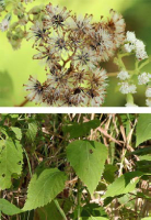 ageratina_altissima_1278_usa_illinois_lakecounty_fallwoodlandforbsv2_p6_2