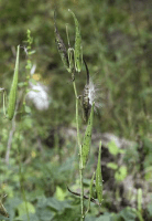 asclepias_exaltata_1278_usa_illinois_lakecounty_fallwoodlandforbsv2_p7_1