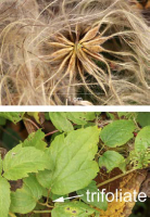 clematis_virginiana_1278_usa_illinois_lakecounty_fallwoodlandforbsv2_p19_2