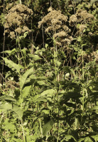 eutrochium_purpureum_1278_usa_illinois_lakecounty_fallwoodlandforbsv2_p14_7