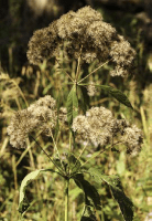 eutrochium_purpureum_1278_usa_illinois_lakecounty_fallwoodlandforbsv2_p14_8