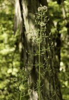 lactuca_biennis_1278_usa_illinois_lakecounty_fallwoodlandforbsv2_p4_1