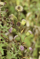 liatris_scariosa_1278_usa_illinois_lakecounty_fallwoodlandforbsv2_p18_4