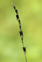 phryma_leptostachya_1278_usa_illinois_lakecounty_fallwoodlandforbsv2_p18_2