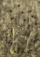 rudbeckia_triloba_1278_usa_illinois_lakecounty_fallwoodlandforbsv2_p20_7