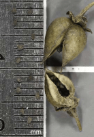 scrophularia_marilandica_1278_usa_illinois_lakecounty_fallwoodlandforbsv2_p15_9