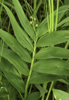 smilacina_stellata_1278_usa_illinois_lakecounty_fallwoodlandforbsv2_p12_7
