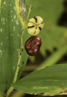 smilacina_stellata_1278_usa_illinois_lakecounty_fallwoodlandforbsv2_p12_8