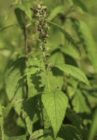 teucrium_canadense_1278_usa_illinois_lakecounty_fallwoodlandforbsv2_p9_7