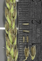 verbena_stricta_1278_usa_illinois_lakecounty_fallwoodlandforbsv2_p19_6