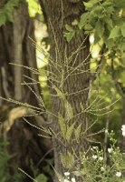 verbena_urticifolia_1278_usa_illinois_lakecounty_fallwoodlandforbsv2_p11_6