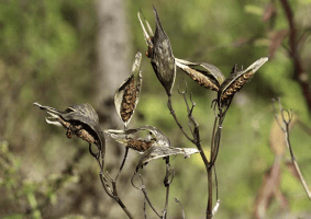asclepias_incarnata_1279_usa_illinois_lakecounty_fallwetlandforbsv2_1_p17_1