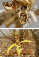 chelone_glabra_1279_usa_illinois_lakecounty_fallwetlandforbsv2_1_p23_5
