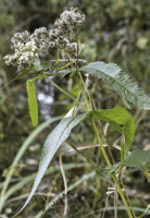 eupatorium_perfoliatum_1279_usa_illinois_lakecounty_fallwetlandforbsv2_1_p19_1