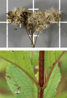 eutrochium_maculatum_1279_usa_illinois_lakecounty_fallwetlandforbsv2_1_p14_4