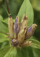 gentiana_andrewsii_1279_usa_illinois_lakecounty_fallwetlandforbsv2_1_p13_3