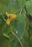 impatiens_capensis_1279_usa_illinois_lakecounty_fallwetlandforbsv2_1_p3_1