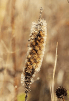 liatris_pycnostachya_1279_usa_illinois_lakecounty_fallwetlandforbsv2_1_p24_1