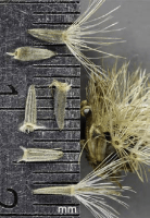 liatris_pycnostachya_1279_usa_illinois_lakecounty_fallwetlandforbsv2_1_p24_3