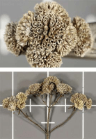 pycnanthemum_virginianum_1279_usa_illinois_lakecounty_fallwetlandforbsv2_1_p11_5