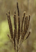verbena_hastata_1279_usa_illinois_lakecounty_fallwetlandforbsv2_1_p22_8