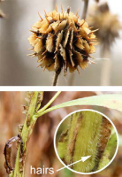 verbesina_alternifolia_1279_usa_illinois_lakecounty_fallwetlandforbsv2_1_p25_2
