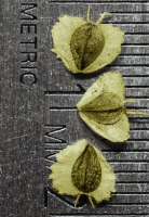 verbesina_alternifolia_1279_usa_illinois_lakecounty_fallwetlandforbsv2_1_p25_3