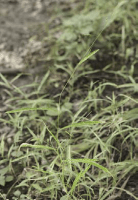 leersia_virginica_1280_usa_illinois_lakecounty_fallgrassesandkinv2_1_p6_4