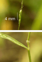 leersia_virginica_1280_usa_illinois_lakecounty_fallgrassesandkinv2_1_p6_5