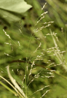 panicum_virgatum_1280_usa_illinois_lakecounty_fallgrassesandkinv2_1_p10_2